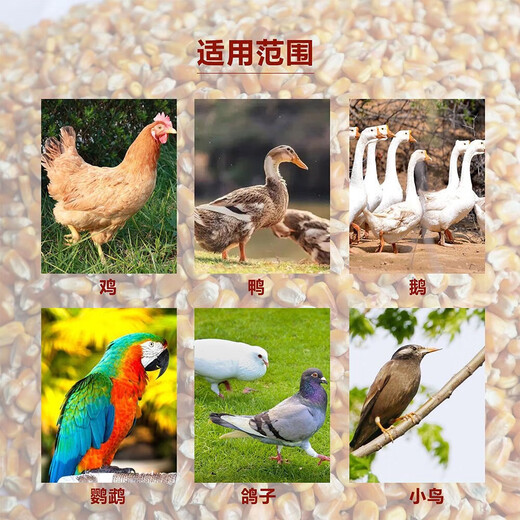 Dried corn kernels for feeding chickens, ducks, geese, pigeons, food, feed, wine, making nests, fishing bait, farmhouse corn kernels, yellow corn 10Jin Jin is equal to 0.5 kilograms of corn kernels