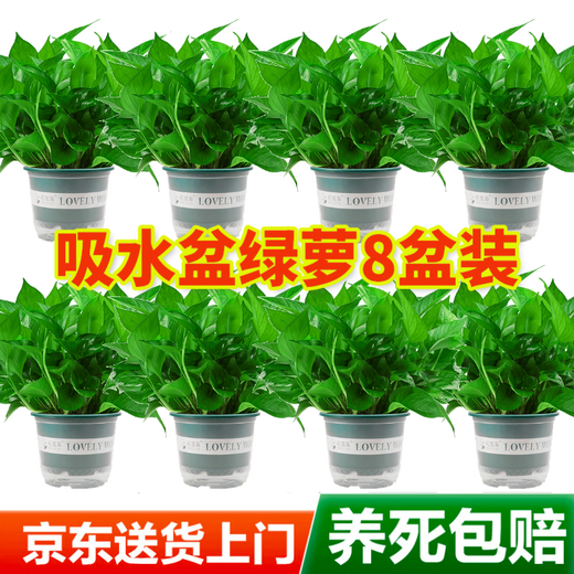 Shuangmeng green radish potted formaldehyde-removing flowers and green plants office 180-gallon self-priming water basin 8 pots straight from the source