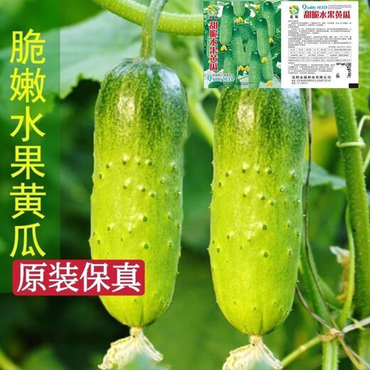 New varieties of fruit cucumbers are on the market for raw consumption. Four-season fruit seeds and vegetable seeds are new varieties for balcony planting. New varieties of crisp and sweet fruit cucumber seeds are about 50 capsules per pack.