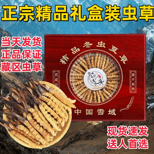 Coffret cadeau Cordyceps avec Cordyceps de haute qualité dans les zones tibétaines sur la livraison et les cadeaux le même jour. Le premier choix est les cordyceps enneigés authentiques à Nagqu, Tibet. 4 Cordyceps à haute altitude en 1 gramme 30 pièces