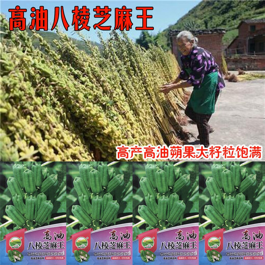八棱白芝麻种子早熟榨油专用白芝麻种籽油量高耐旱耐重茬芝麻籽 铁杆八棱芝麻王原装400克*1盒