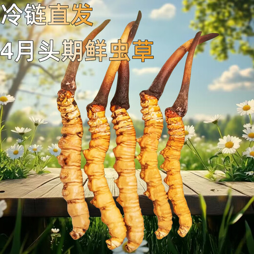 正品2025头期草新鲜冬虫夏草头茬虫草0.8克/根鲜虫草顺丰冷链发货 西藏鲜草每根0.5克50条送3条
