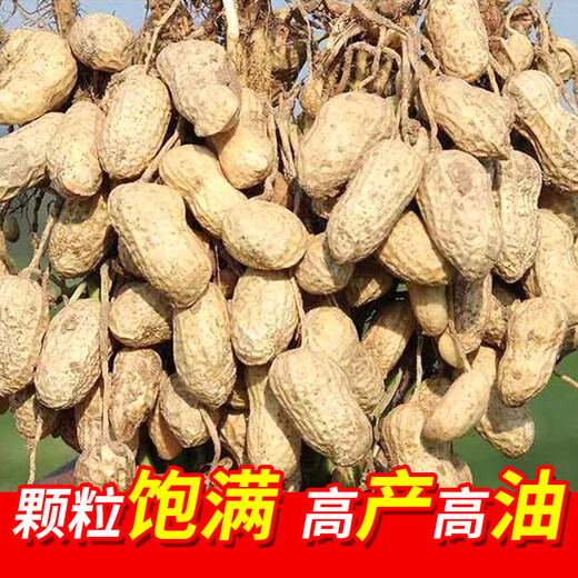 Pukehua No. 22 is a high-yielding peanut seed with a higher fruit oil content than rice. It is highly resistant to drought and floods. Directly from the manufacturer.