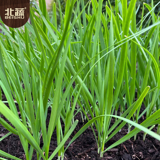 Northern vegetables leek seed seedlings small leaves all year round northern and southern family balcony rapeseed small fine leaf leek seeds 10g