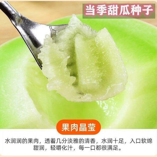 Qizhe's new variety of sweet jade mushroom, melon, honeydew and cantaloupe seeds are high-yielding and easy to grow and can be sown in all seasons. Fresh fruit seeds can be sown in all seasons. Sweet Yuru melon seeds 120 capsules