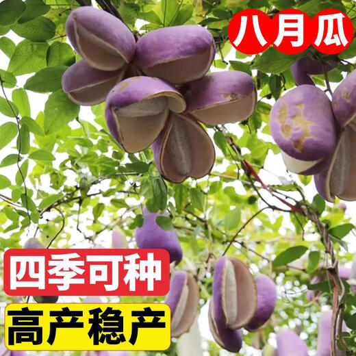 Tianfen August Melon Seeds August Fried Seeds Guizhou Wild August Melon Saplings with Less Meat and More Meat for Garden Planting in the North and South Original Factory Packaging August Melon 1 Pack About 35 Pieces Free