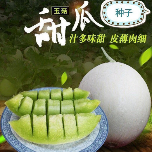 Qizhe's new variety of sweet jade mushroom, melon, honeydew and cantaloupe seeds are high-yielding and easy to grow and can be sown in all seasons. Fresh fruit seeds can be sown in all seasons. Sweet Yuru melon seeds 120 capsules