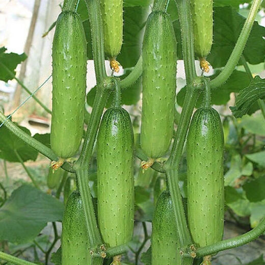 New varieties of fruit cucumbers are on the market for raw consumption. Four-season fruit seeds and vegetable seeds are new varieties for balcony planting. New varieties of crisp and sweet fruit cucumber seeds are about 50 capsules per pack.