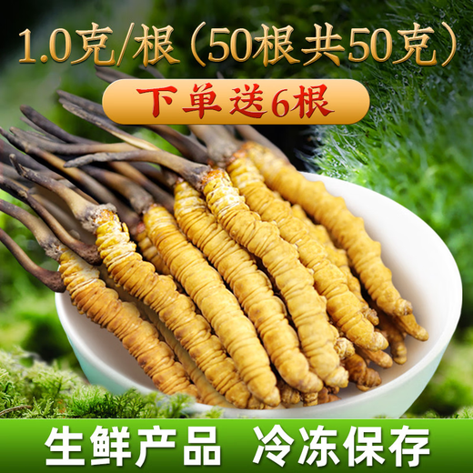 
2025 Fresh Cordyceps Authentic First-Stage Fresh Cordyceps 1.2g/root of genuine fresh grass for gift supplements 0.8-1.0g/root [Cryo-save] 10 fresh Cordyceps