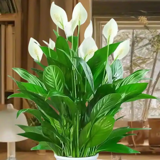 Plant nutrient solution universal household potted money tree rich bamboo green dill hydroponic flower green plant vegetable fertilizer universal nutrient solution 500ml 2 bottles