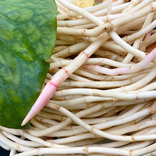 Fresh Houttuynia cordata, farm-grown and dug pig nostril root, local specialty vegetables mixed with coriander, ready to eat 2Jin Jin is equal to 0.5kg, freshly dug