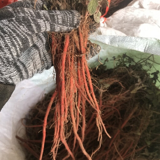 Freshly dug and sold fresh Shandong purple-flowered Salvia miltiorrhiza seedlings Salvia miltiorrhiza seedlings wholesale live seedlings 10 Salvia miltiorrhiza seedlings (small seedlings)