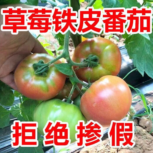 Local large tomato seeds, high yield, super sweet, large red fruit, large tomato seeds, high temperature vegetable melon and fruit seeds, strawberry tin tomatoes, about 400 capsules 1 pack