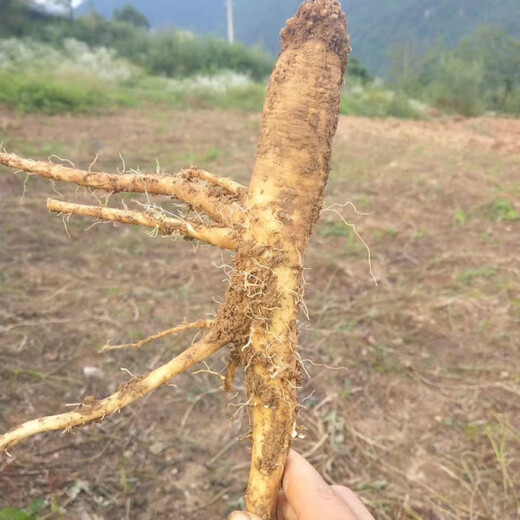 China's Hometown Codonopsis Codonopsis Seedlings Rooted Garden Potted Climbing Plant Seedlings Easy to Live in Four Seasons 3 Middle-aged Seedlings that Bloom in the Year