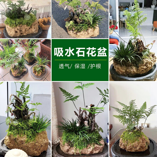 Stone flowerpot absorbent stone water stone original stone natural flowerpot with asparagus bamboo and calamus succulent plant micro landscape pot 13-17cm stone pot + tiger beard calamus package 2