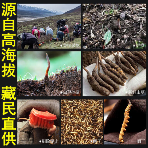 2 Cordyceps sinensis en el área nevada de Tongrentang, Beijing / Gram auténtico Cordyceps sinensis Box de regalo 10