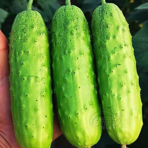 New varieties of fruit cucumbers are on the market for raw consumption. Four-season fruit seeds and vegetable seeds are new varieties for balcony planting. New varieties of crisp and sweet fruit cucumber seeds are about 50 capsules per pack.