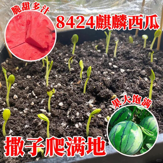 Qizhe 8424 Kirin watermelon seeds, seedless, high-yield rock sugar lazy watermelon seeds, southern four-season vegetable and fruit seeds, rock sugar Kirin watermelon seeds 250 capsules/5 packs + fertilizer