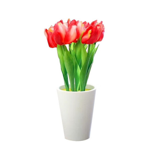 郁金香种球荷兰进口冬季耐寒室内外庭院花卉种子水培植物盆栽大球 检阅 5个球+肥（更便宜）