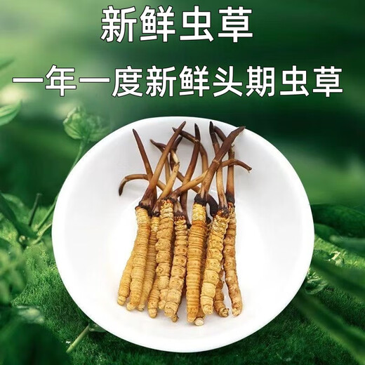 鹿章堂2025新鲜冬虫夏草头茬虫草顺丰冷链产地直发精选新鲜大草 西藏鲜虫草每条0.8克30条装