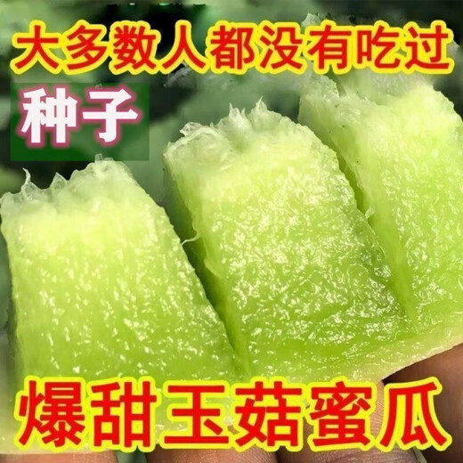 Qizhe's new variety of sweet jade mushroom, melon, honeydew and cantaloupe seeds are high-yielding and easy to grow and can be sown in all seasons. Fresh fruit seeds can be sown in all seasons. Sweet Yuru melon seeds 120 capsules