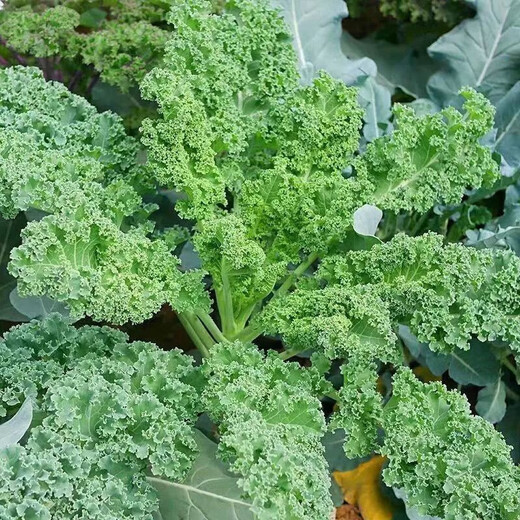 Kale seeds, cold-resistant edible olives on the balcony, easy to grow potted vegetable seeds in the field, kale seeds, a good choice for new species, 1 pack of about 200 capsules
