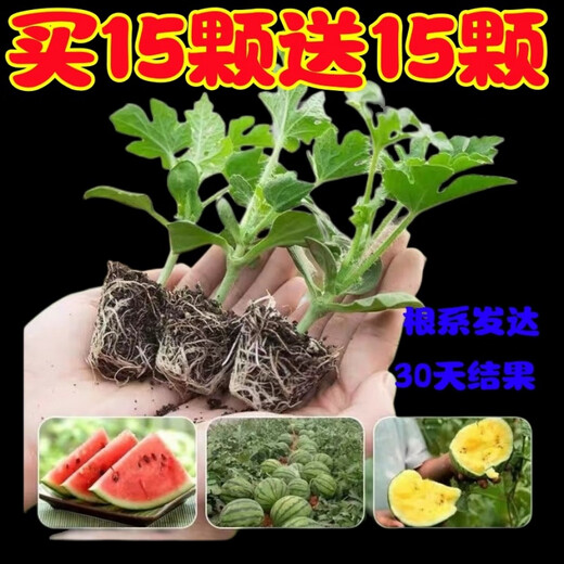 Watermelon seedlings grafted 8424 Extra Sweet Kirin Super Sweet Seedless Midu Watermelon Seedlings Potted Planting Watermelon Seedlings 2K Buy 4+2 (Real Harvest 6) + Fertilizer