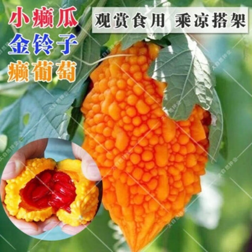 Small Seed Melon Seeds, Fruit Lai Grapes, Ley Grapes, Golden Lingzi Small Ley Melons, Small Seed Melon Seeds, 20 capsules, free organic fertilizer