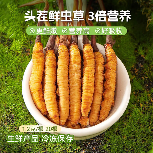 藏姑娘特级新鲜冬虫夏草藏区野外虫草礼盒装正品节日礼品送父母长辈领导 【鲜虫草0.7克左右/根】20根
