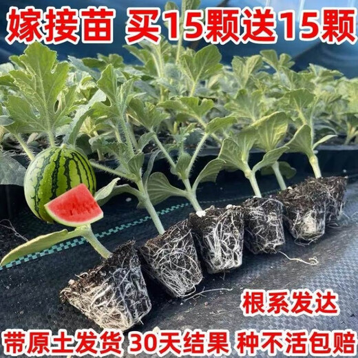 Watermelon seedlings grafted 8424 Extra Sweet Kirin Super Sweet Seedless Midu Watermelon Seedlings Potted Planting Watermelon Seedlings 2K Buy 4+2 (Real Harvest 6) + Fertilizer