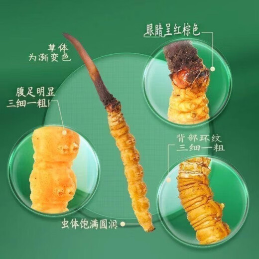 2025 frischer Cordyceps Kopfperiode Authentische frische Cordyceps -Auswahl an frischem Gras und Gras SF Express Kaltkette Produktion Direktes Haar. Jeder tibetische frische Cordyceps ist 1,6-1,8 Gramm und 10 Stücke 10 Stücke
