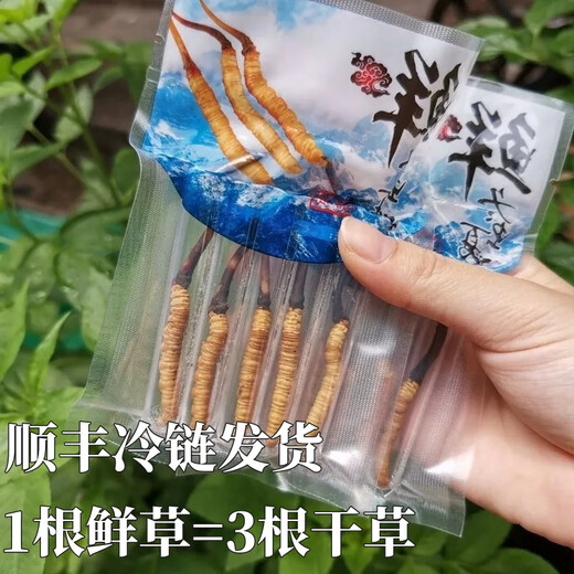 正品2025头期草新鲜冬虫夏草头茬虫草0.8克/根鲜虫草顺丰冷链发货 西藏鲜草每根0.5克50条送3条