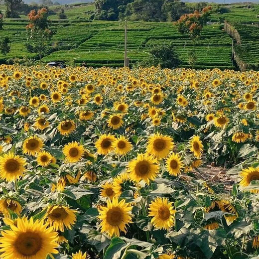 Edible Seneca sunflower seeds are easy to grow high-yielding melon seeds. Edible Sunflower seeds are grown in the field. Edible Seneca sunflower seeds are about 250 capsules and 5 packs.