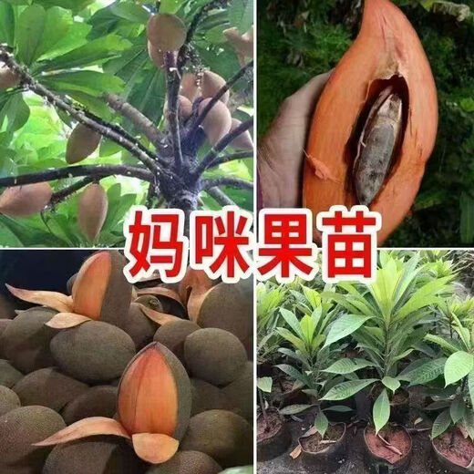 New variety of Magana Mommy fruit saplings in the north and south potted courtyards that bear fruit in the current year 1.5cm (inclusive)-2cm 1-year seedlings without roots 1