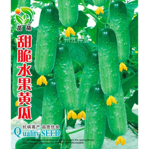 New varieties of fruit cucumbers are on the market for raw consumption. Four-season fruit seeds and vegetable seeds are new varieties for balcony planting. New varieties of crisp and sweet fruit cucumber seeds are about 50 capsules per pack.