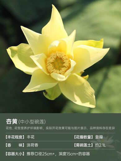 Miniaturschüssel Lotus Sämlinge Hydroponische Pflanzen Lotus kleine Lotus-Sämlinge Wurzel Wurzeln Lotus Peitsche Sämlinge Gartenblüten Nackte Lotus Wurzel Aprikose gelb [klein und mittelgroß] 8-15 cm