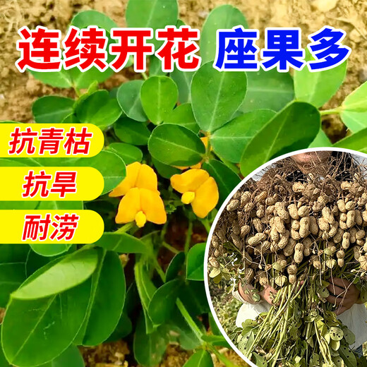 Pukehua No. 22 is a high-yielding peanut seed with a higher fruit oil content than rice. It is highly resistant to drought and floods. Directly from the manufacturer.