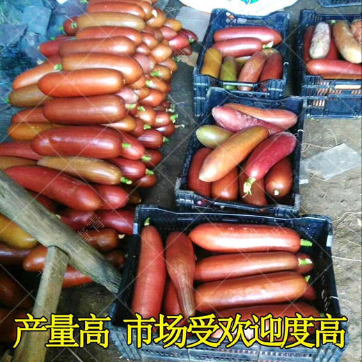 Red honey melon, South American fragrant ham and melon seeds, fruits and vegetables, seed juice like honey, ham and melon, 10 pieces in bulk