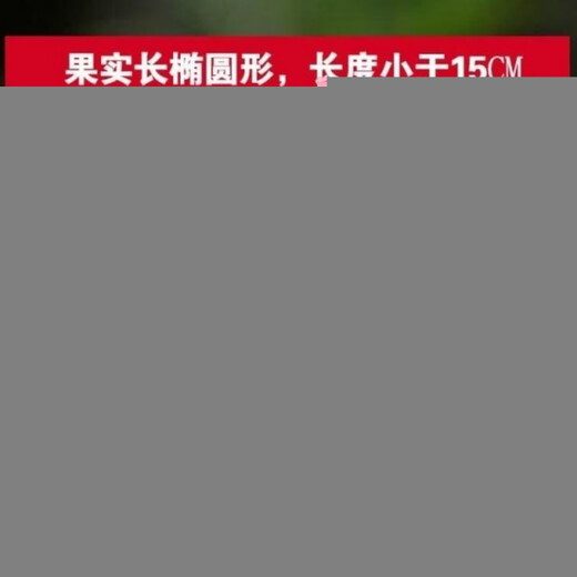 Small Seed Melon Seeds, Fruit Lai Grapes, Ley Grapes, Golden Lingzi Small Ley Melons, Small Seed Melon Seeds, 20 capsules, free organic fertilizer