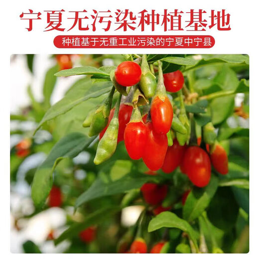 尔娅贝宁夏特级枸杞子泡水泡茶养生好枸杞无熏硫0添加 宁夏正宗 枸杞250克共1罐装