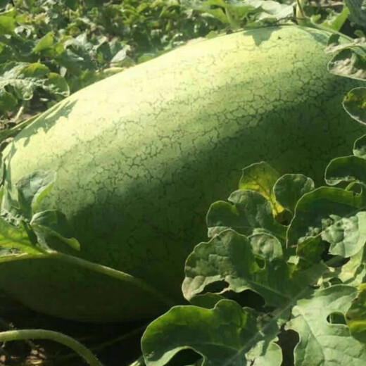 Xinhongbao watermelon seedlings extra large early maturing four-season disease-resistant green extra large sweet lazy watermelon seeds giant watermelon seedlings A Xinhongbao watermelon seeds 1 pack