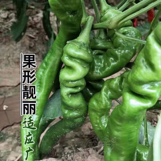 Four Seasons Planting Extra Large Spicy Pepper Thin-Skinned Spicy Chili Seeds Hangzhou Pepper Garden Potted Seasonal Vegetables Spicy Big Fruit Spicy Pepper Seeds New Species Selected 205 7WQ