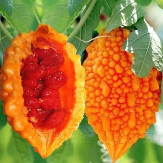 Small Seed Melon Seeds, Fruit Lai Grapes, Ley Grapes, Golden Lingzi Small Ley Melons, Small Seed Melon Seeds, 20 capsules, free organic fertilizer