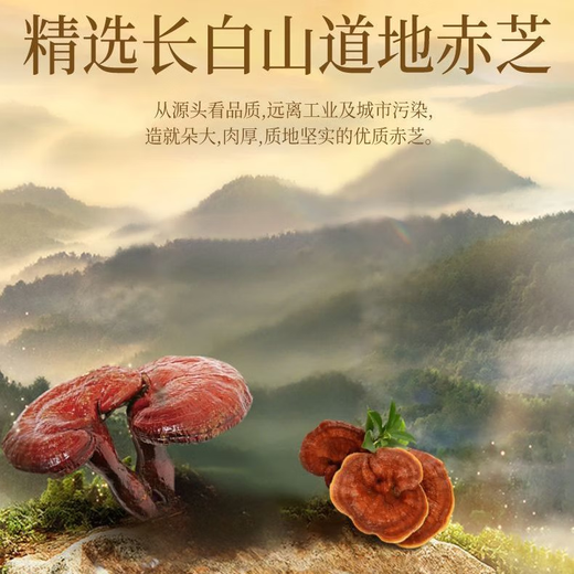 Beijing Tongrentang Organic Break-Wall Ganoderma Lucidum Spore Powder Gift Box for Elders Adults and Middle-aged and Elderly Enhanced Immunity 120 Bag Gift Box [Organic Certification Enhanced Immunity]