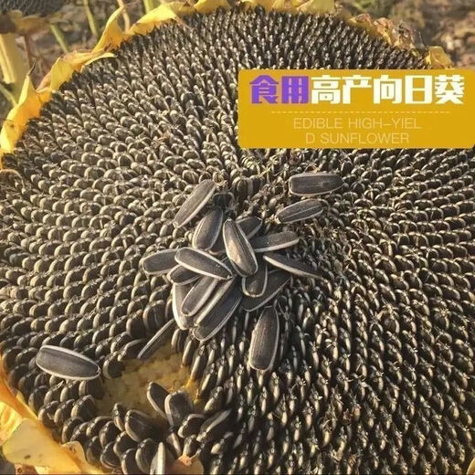 Edible Seneca sunflower seeds are easy to grow high-yielding melon seeds. Edible Sunflower seeds are grown in the field. Edible Seneca sunflower seeds are about 250 capsules and 5 packs.