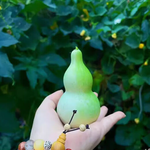Hand-twisted small gourd seeds, ornamental potted plants for four seasons, special small-twisted seeds, 3-7 cm hand-twisted small gourd seeds, hand-selected, about 27 seeds - easy to plant