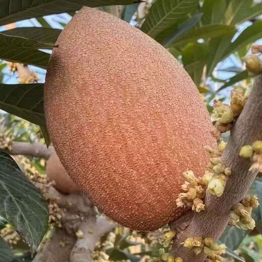 New variety of Magana Mommy fruit saplings in the north and south potted courtyards that bear fruit in the current year 1.5cm (inclusive)-2cm 1-year seedlings without roots 1