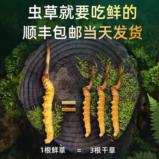 正品2025头期草新鲜冬虫夏草头茬虫草0.8克/根鲜虫草顺丰冷链发货 西藏鲜草每根0.5克50条送3条