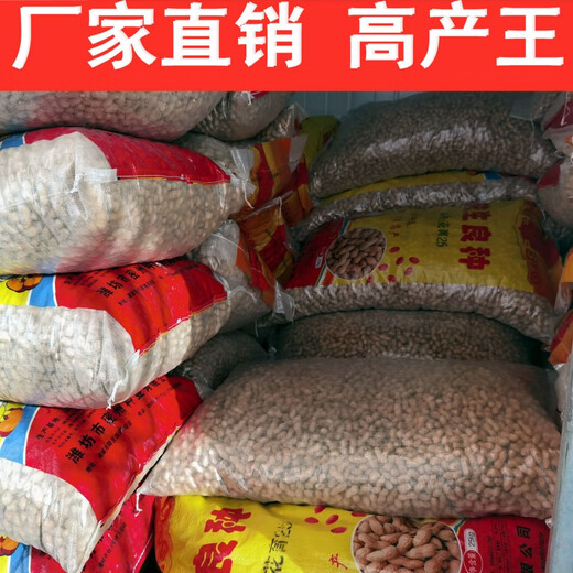 Super peanut seed original species Academy of Agricultural Sciences early-maturing shelled peanut seeds disease-resistant national Keluhua No. 8 seeds 500 grams One Jin Jin is equal to 0.5 kilograms