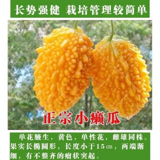 Small Seed Melon Seeds, Fruit Lai Grapes, Ley Grapes, Golden Lingzi Small Ley Melons, Small Seed Melon Seeds, 20 capsules, free organic fertilizer